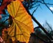 fall sycamore