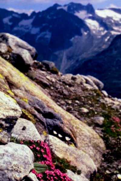 wayside coltsfoot, the alps