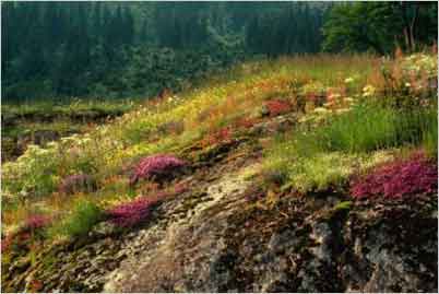 wayside coltsfoot, the alps