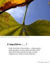 poster_redbud-curves