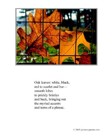 poster_oak-leaves.jpg