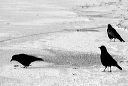 3-snow-crows