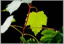 acer-glabrum_leaf-form_b