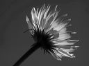 alpine-aster