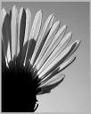 aster_sky-view_bw