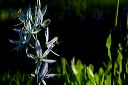 camassia_6-15-10d