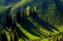 cottonwoods-at-1900m