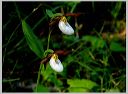 cypripedium-candidum_7-3-0