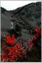 fleeceflower_popcreek