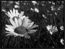 leucanthemum_7-30-10