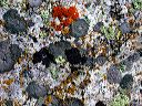 lichen-ensemble_on-granite