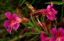 mimulus-cusickii_8-2-08b