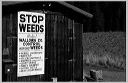 stop-weeds_wallowa-county