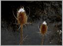 teasel_12-27-07