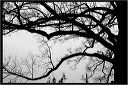 whiteoak_nightbranches