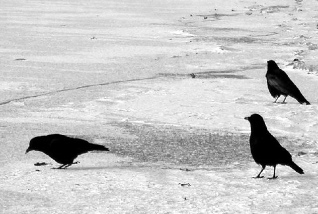 3-snow-crows.jpg