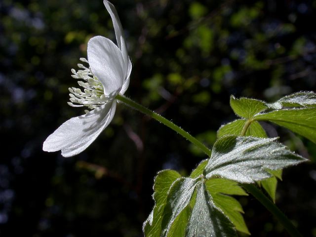 anemone-piperi_5-23-09.jpg