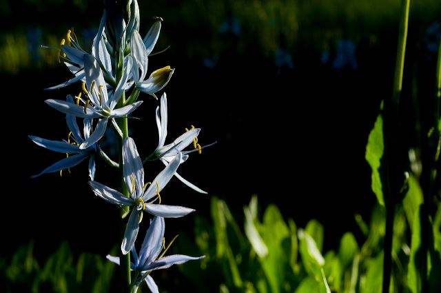 camassia_6-15-10d.jpg