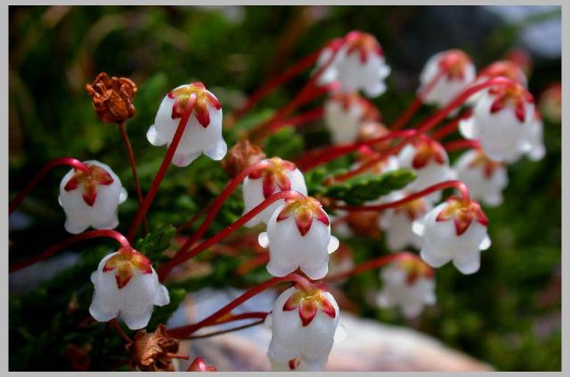 cassiope-merteniana_8-24-0.jpg