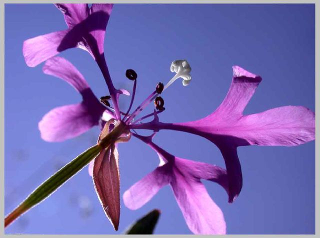 clarkia-pulchella_6-23-09.jpg