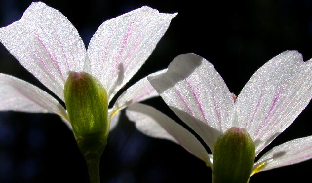 claytonia_5-9-08b.jpg