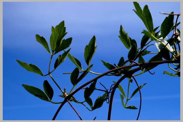 clematis-ligisticifolia.jpg