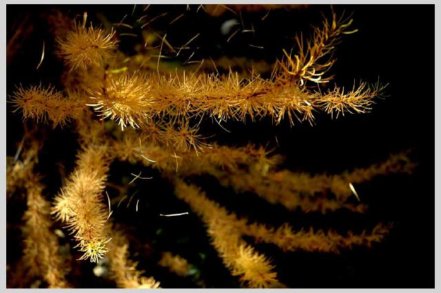 falling-larch-needles.jpg