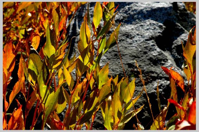 fleeceflower-on-granite.jpg