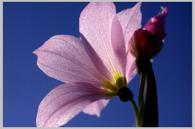 grass-widow_oregon-light.jpg