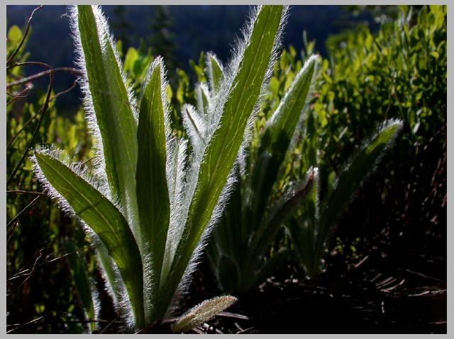 hieracium-albertinum_7-24-.jpg