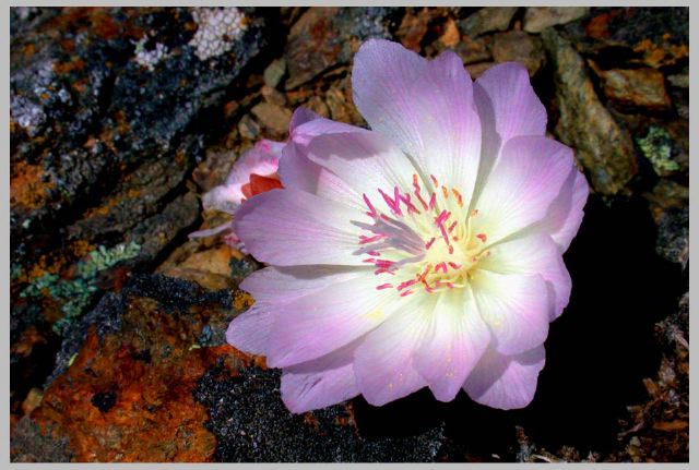 lewisia-rediviva_6-1-08.jpg