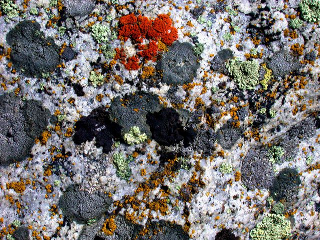 lichen-ensemble_on-granite.jpg