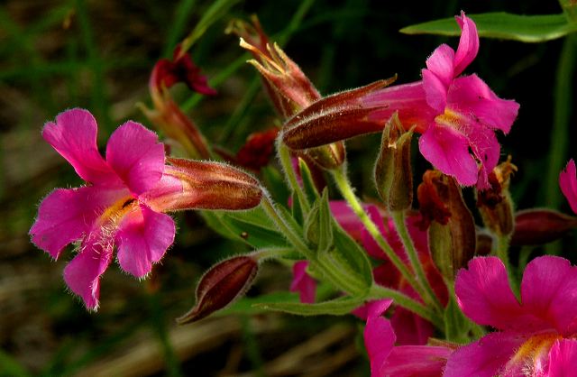 mimulus-cusickii_8-2-08b.jpg