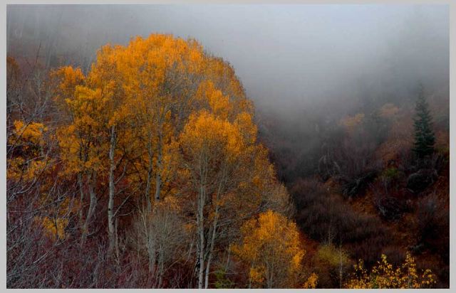 morning-mist_quaking-aspen.jpg