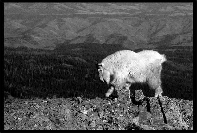 mt-goat_10-27-08b_bw.jpg