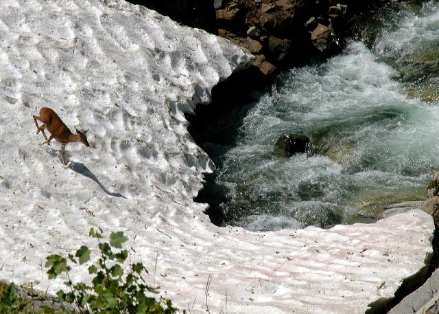 mule-deer-crossing_2.jpg