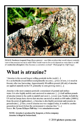 p_atrazine-leopard-frog.jpg