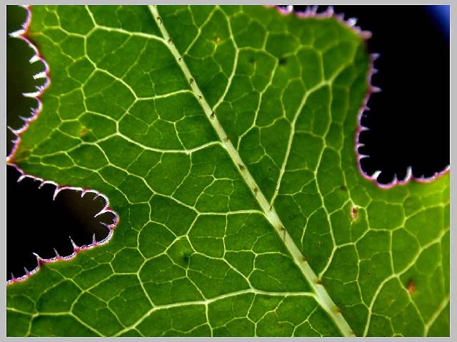 prickly-lettuce_6-23-09.jpg