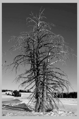 stonepine-snag_1-19-09bw.jpg