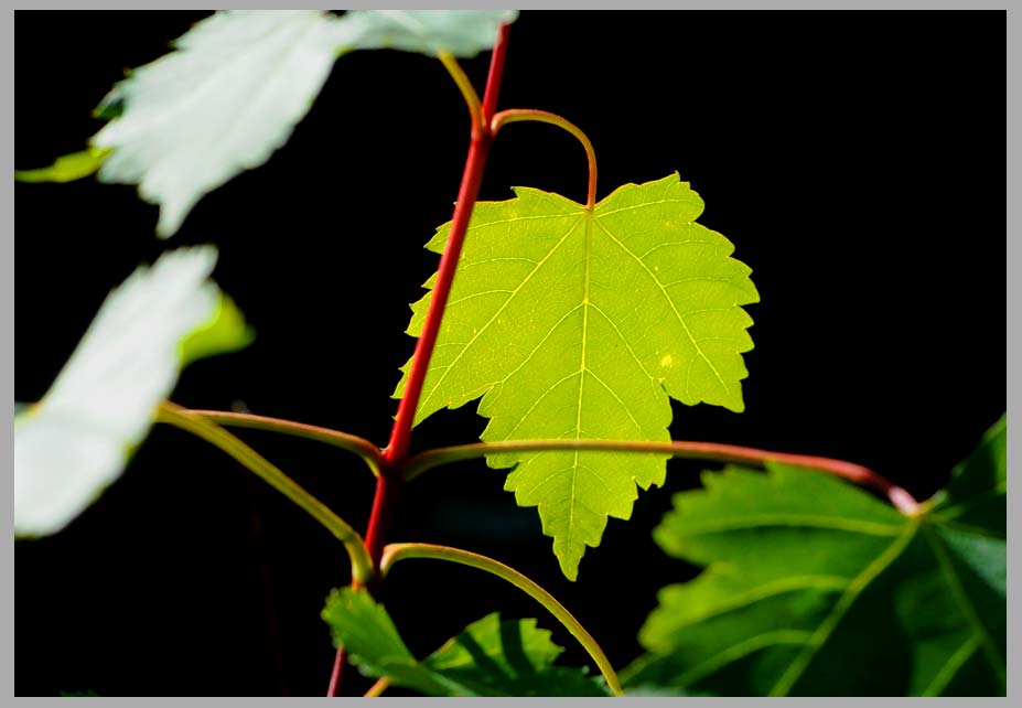 MOUNTAIN MAPLE, new leaves! (Acer glabrum)