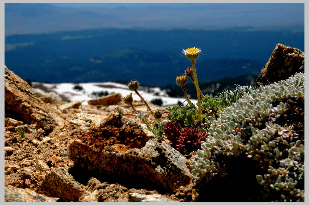 CLIFF CREGO | Alpine Ensemble at 8600 feet, South Wallowas 