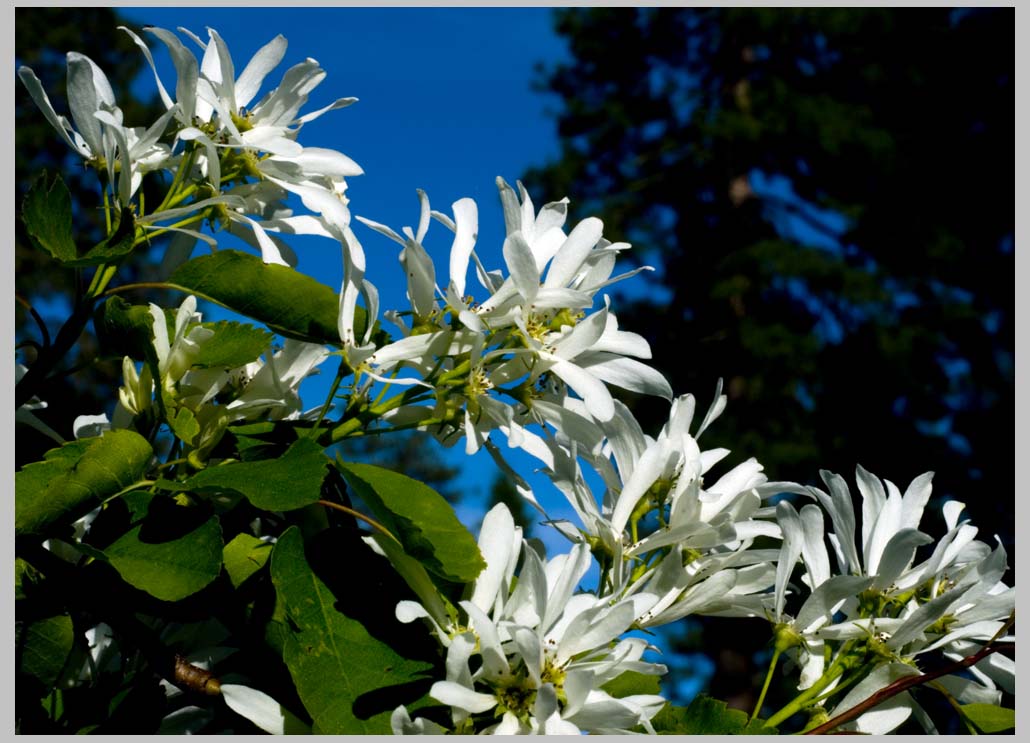 Serviceberry or Juneberry in flower at 1500 m.  (Amelanchier alnifolia)