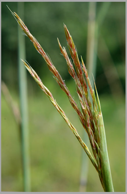 big bluestem, flowers