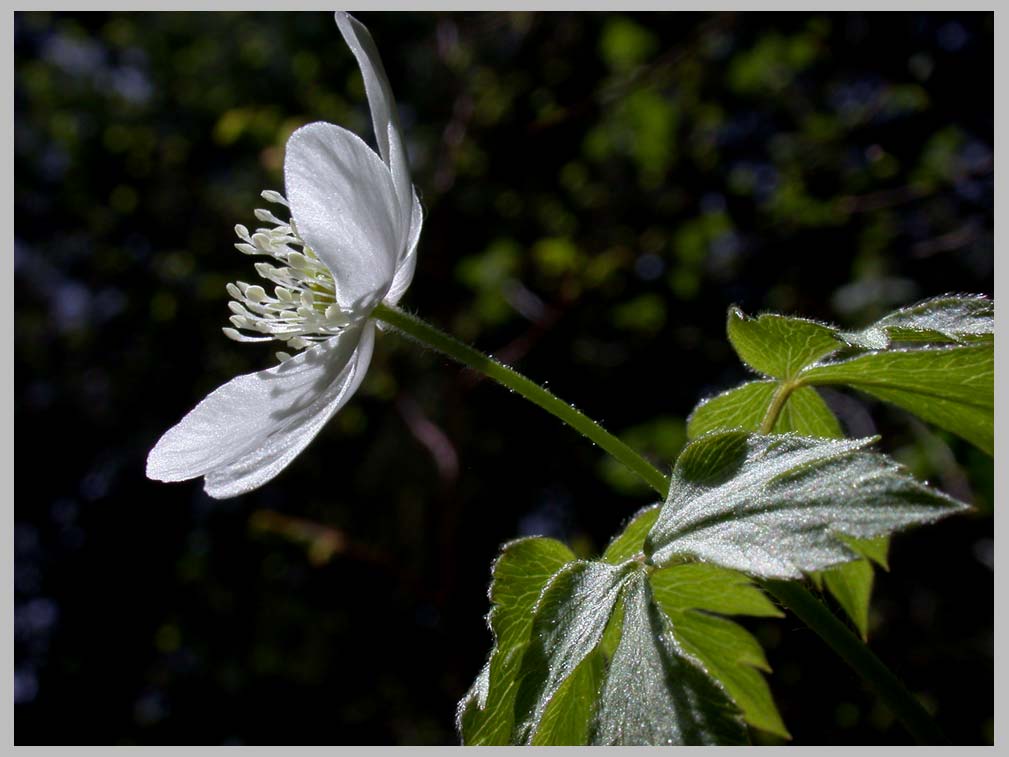 CLIFF CREGO | FOREST WINDFLOWER (Anemone piperi (V.23.2009))