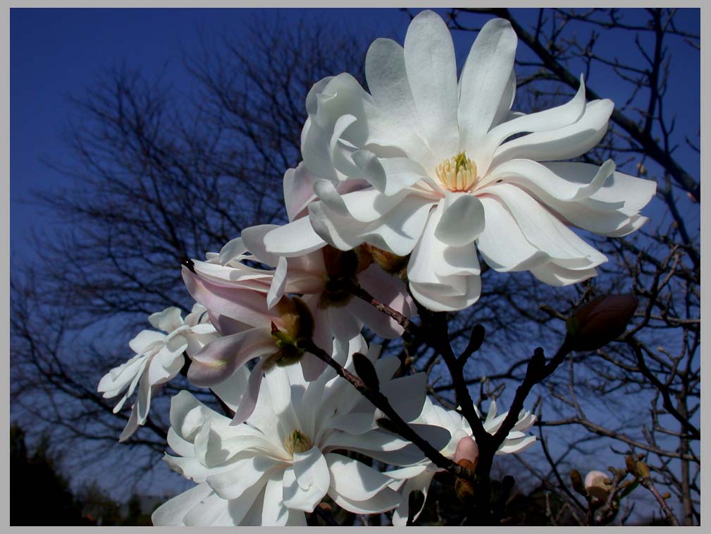 CLIFF CREGO | April Cucmber Tree