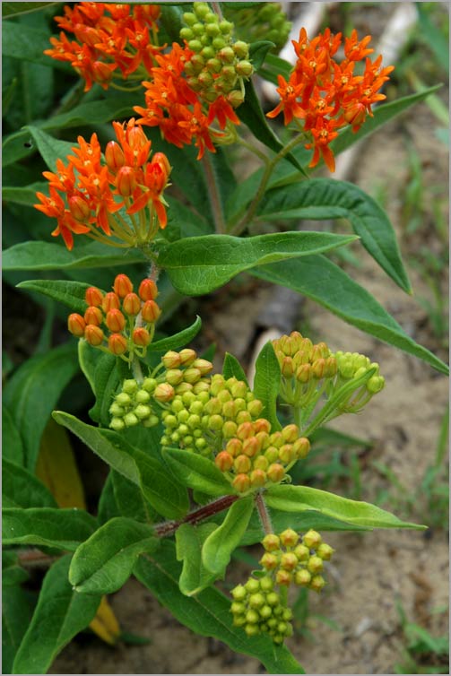 butterfly milkweed