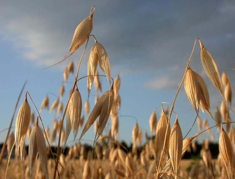 real oats