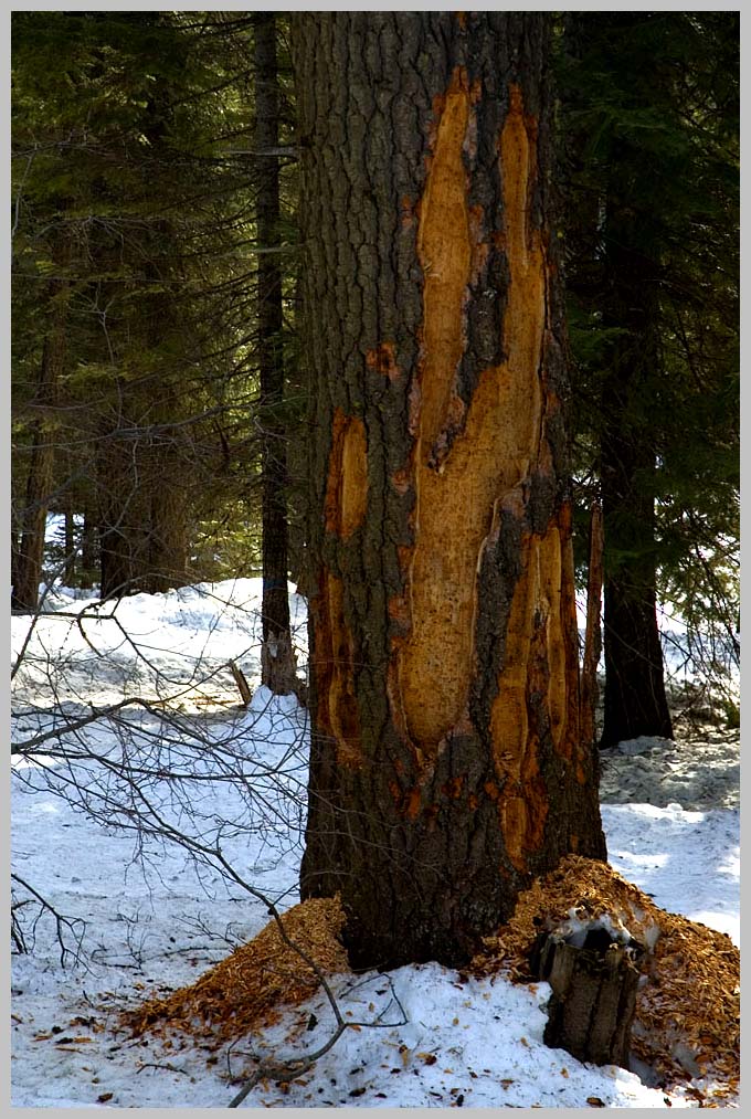 CLIFF CREGO: BLACK BEAR, Doug-fir 'spring scratch snag' III.30.09