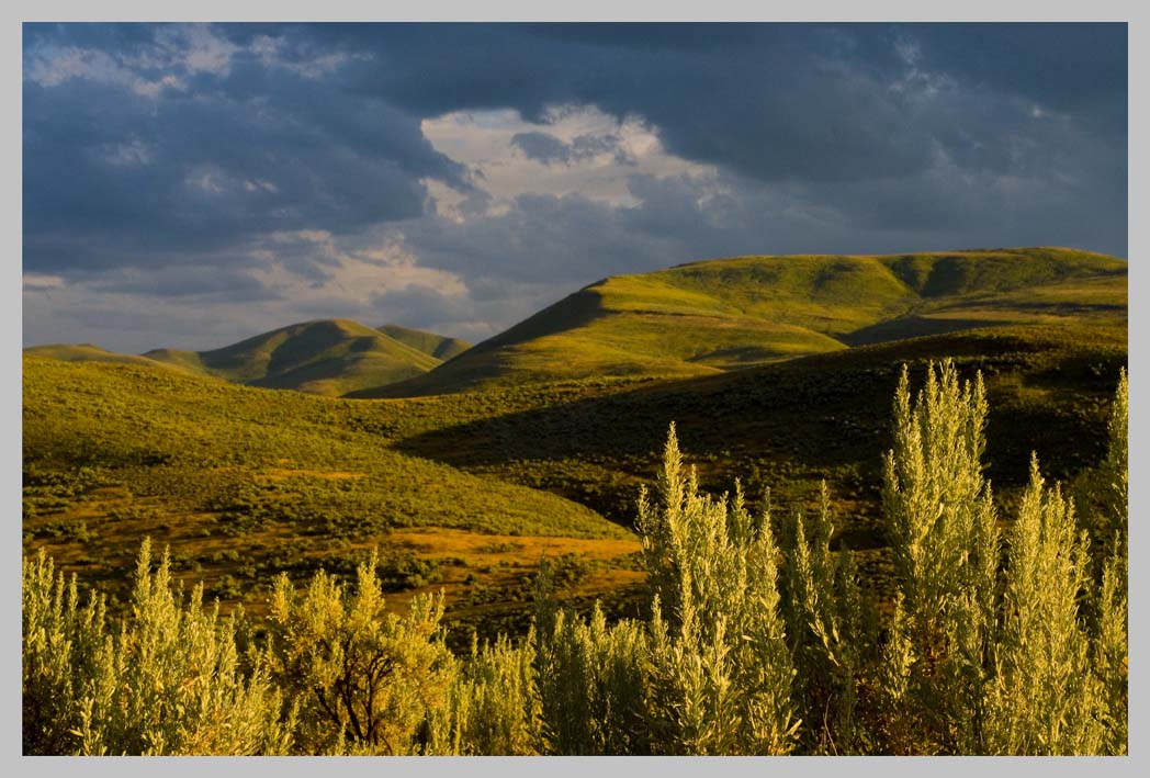 SIGN OF THE TIMES: BIG MOUNTAIN SAGEBRUSH,  July aspect