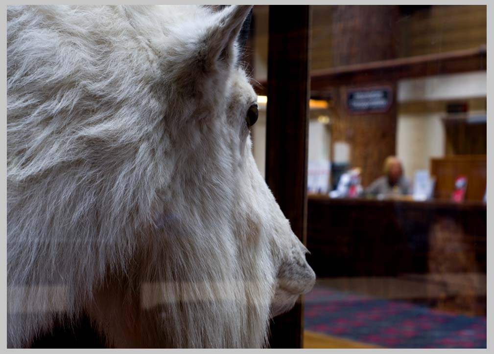 CLIFF CREGO | Billy in Glass, Big Tree Lodge Glacier National Park